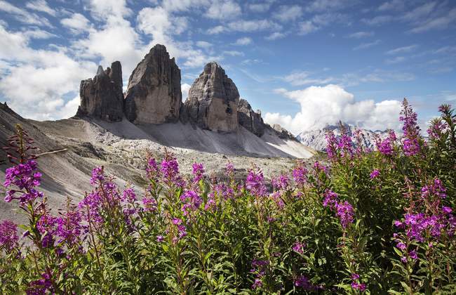 Violette Blumen und Blick auf die Berge — Stockfoto