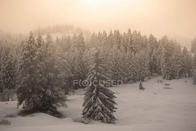 Forêt enneigée sur pente de montagne — Photo de stock