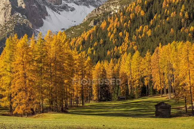 Árvores e montanhas no vale de Fiscalina — Fotografia de Stock