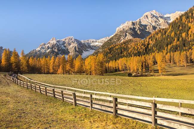 Arbres et montagnes dans la vallée de Fiscalina — Photo de stock