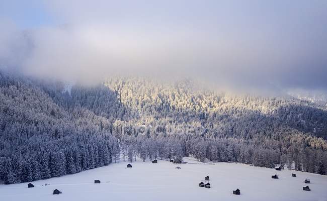 Bosque nevado en la ladera de la montaña - foto de stock