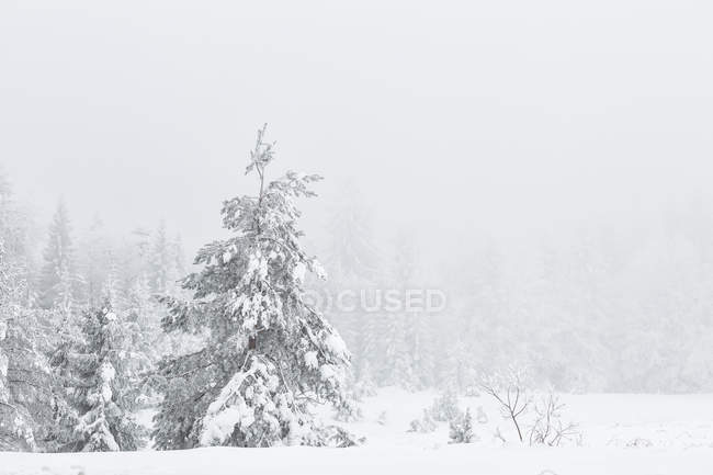 Winterlandschaft der Plitvicer Seen — Stockfoto