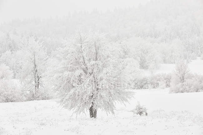 Зимовий пейзаж з замороженими деревами — стокове фото