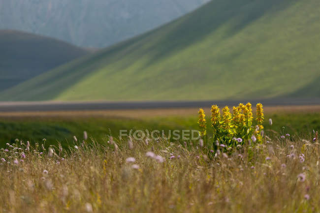 Gencianos amarelos floridos — Fotografia de Stock