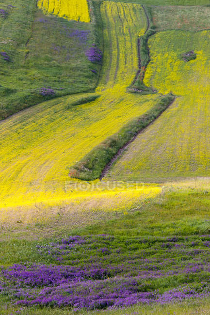 Linsenfelder im Frühling — Stockfoto