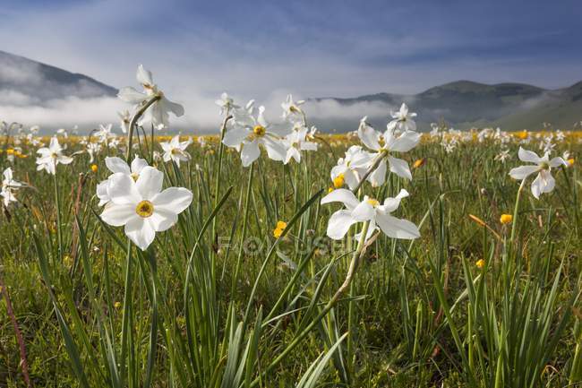 Wild narcissus flowering in spring — Stock Photo