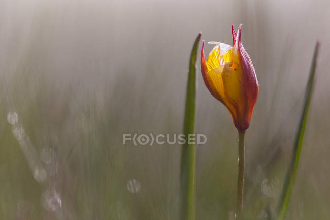 Flor de tulipa selvagem em Pian Grande — Fotografia de Stock