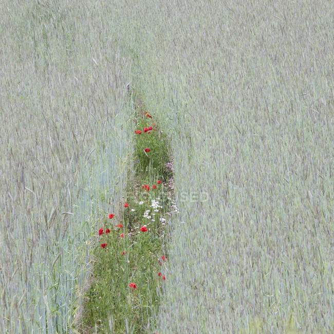 Кукурудзяне поле з маками та ромашками — стокове фото