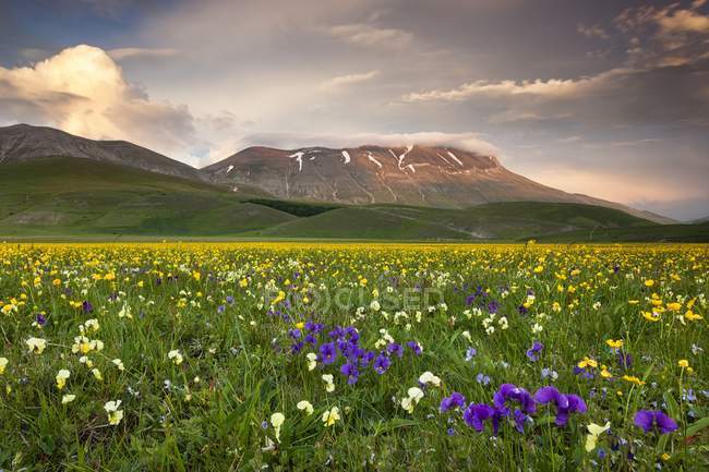 Spring blooming in Piano Perduto Plateau — Stock Photo