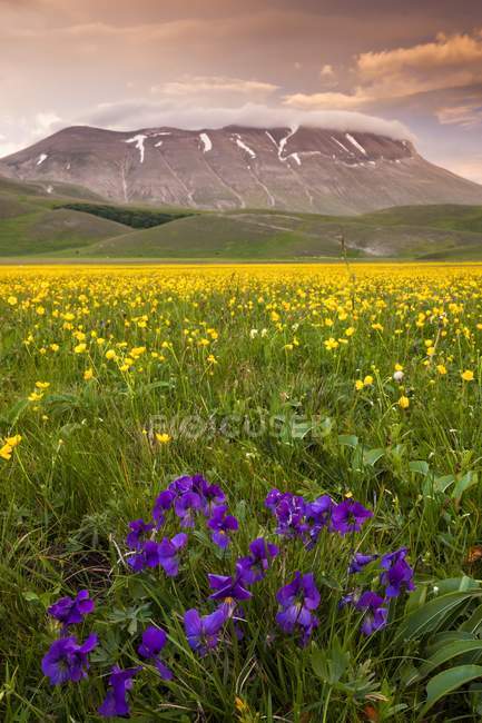 Primavera fioritura a Piano Perduto Plateau — Foto stock