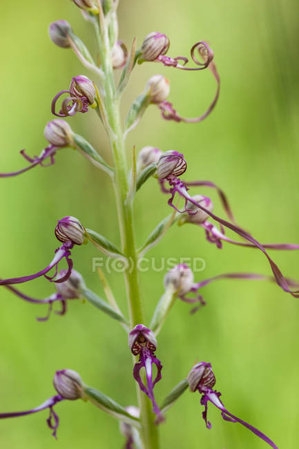 Primer plano de la orquídea rara, el Himantoglossum adriaticum, Parque Nacional Sibillini, Italia - foto de stock