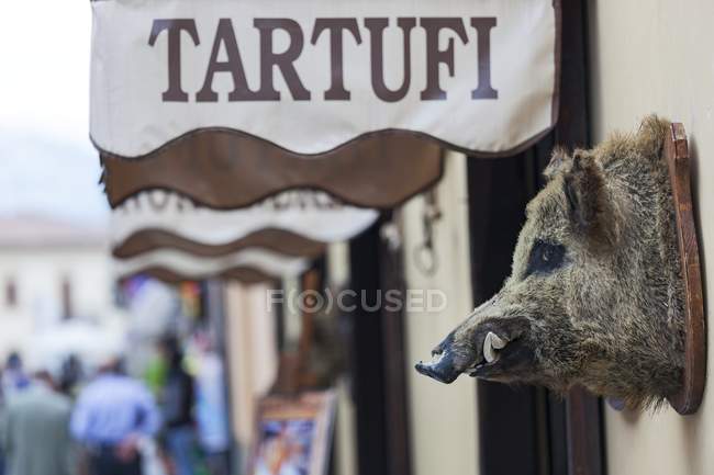 Close up de trufas loja cantar e troféu de um javali, Norcia, Itália — Fotografia de Stock