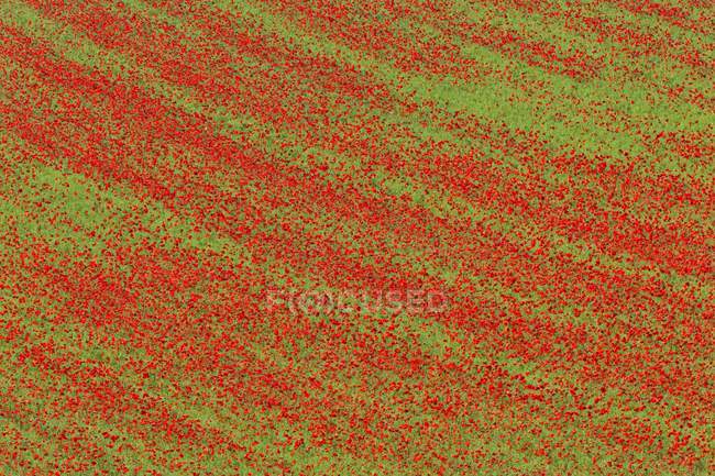 Flowering poppies in fields planted with lentils — Stock Photo