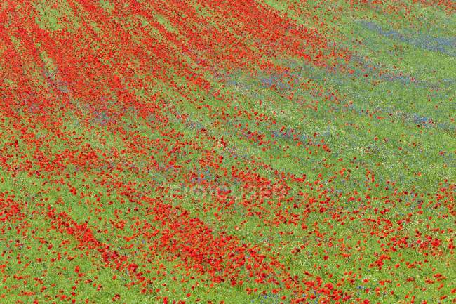 Flowering poppies in fields planted with lentils — Stock Photo