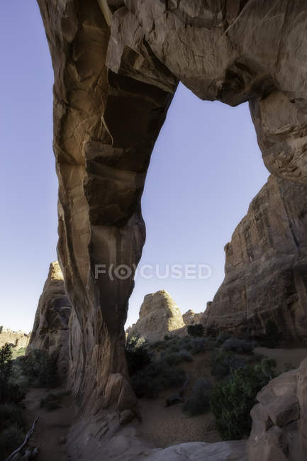 Величественная сосновая арка — стоковое фото