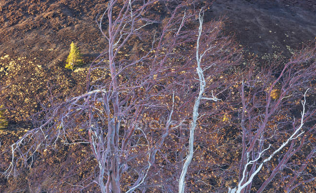 Abedul de los árboles del Etna - foto de stock