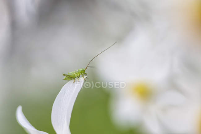 Grasshopper on daffodil flower — Stock Photo