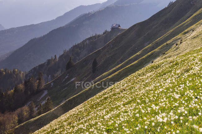 Floración de narcisos silvestres - foto de stock