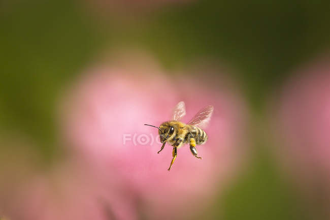 Медова бджола в польоті — стокове фото