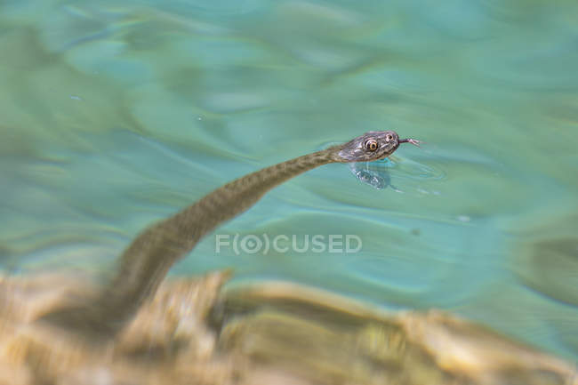 Serpiente nadando en el lago - foto de stock
