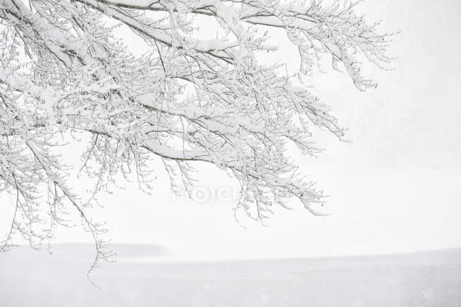 Bosque Fusine bajo la nevada - foto de stock