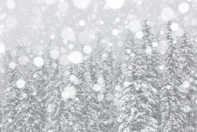 Floresta Fusine sob a queda de neve — Fotografia de Stock