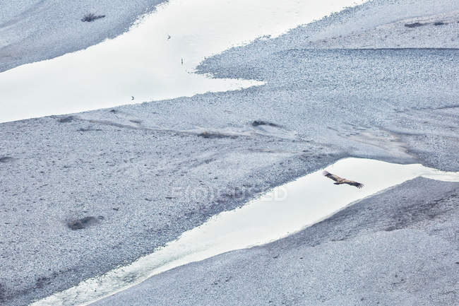 Гріффін під час польоту над річкою Tagliamento — стокове фото