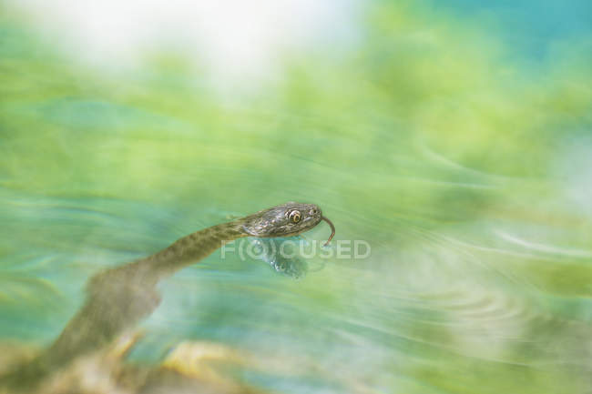 Snake swimming in the lake — Stock Photo