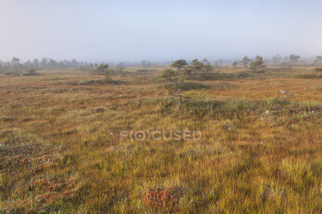 Boggy landscape with sparse trees — Stock Photo