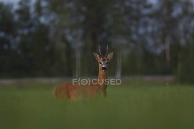 European roe deer — Stock Photo