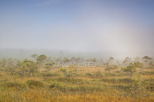 Regenbogen über Schlamm im Naturschutzgebiet Endla — Stockfoto