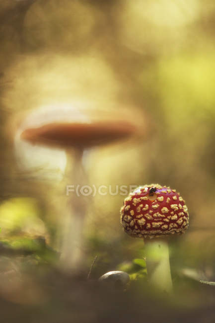 Fungo Amanita muscaria — Foto stock