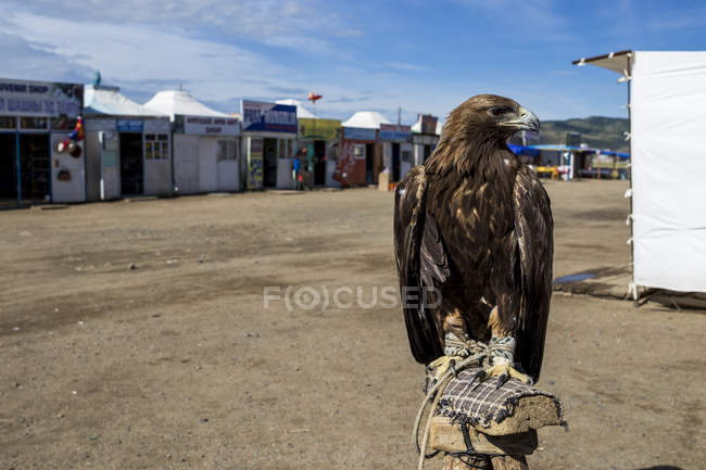 Hawk del desierto en cautiverio - foto de stock
