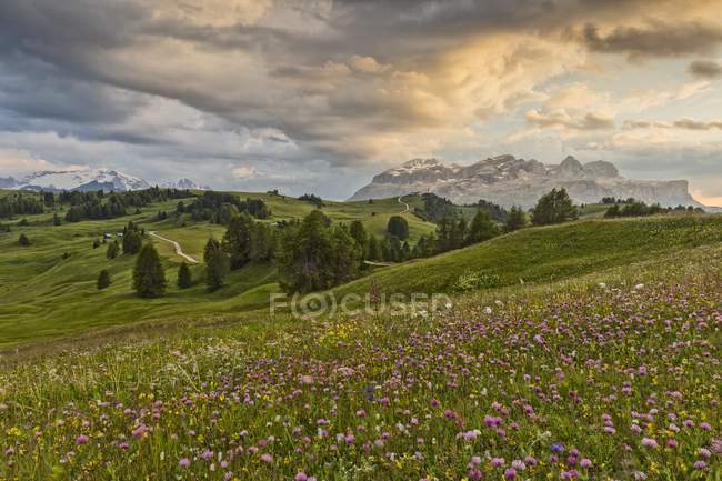 Blumenwiese in Pralongien — Stockfoto