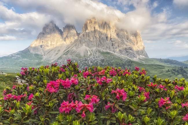 Blooming alpine flowers — Stock Photo