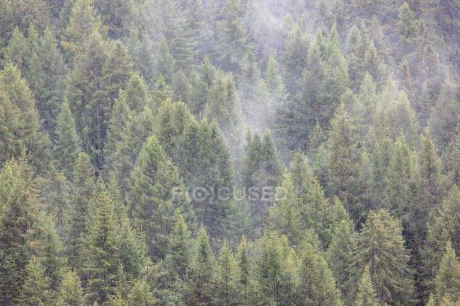 Forêt de montagne dans la vallée de Badia — Photo de stock