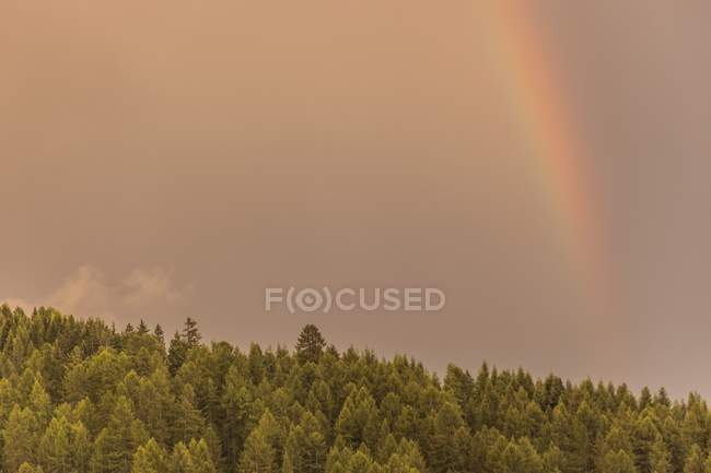 Regenbogen über dem Alpenwald — Stockfoto