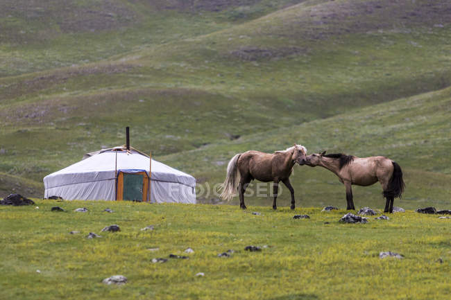 Orses in front of a typical mongolian tent — Stock Photo