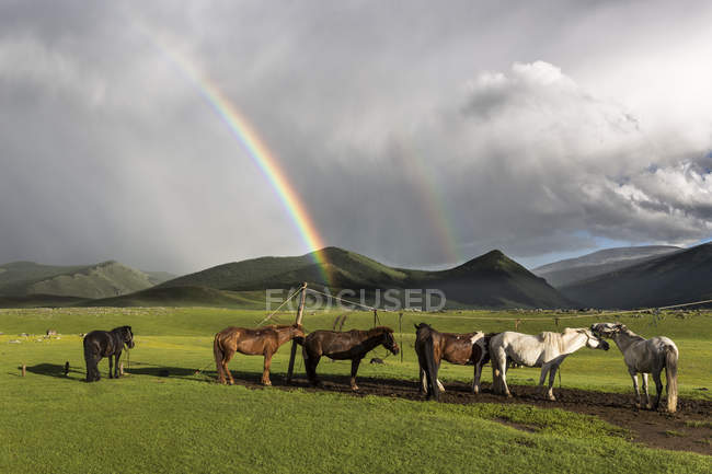 Mongolian steppe with domestic horses — Stock Photo