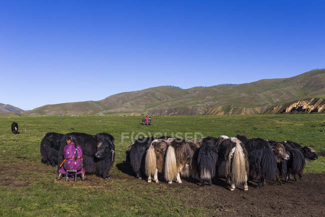 Woman milking the yak — Stock Photo