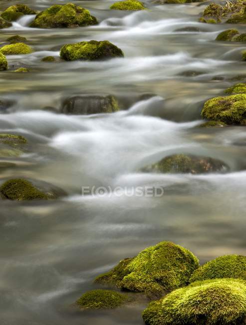 Cold spring and mossy rocks — Stock Photo