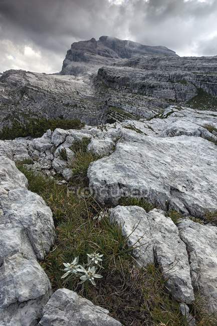 Скельні утворення на Доломіти Брента — стокове фото