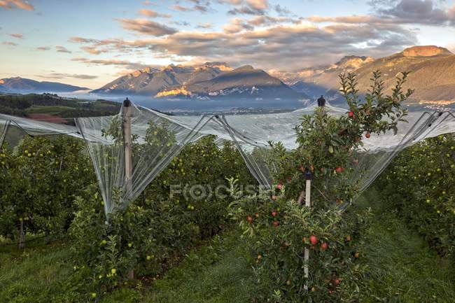 Apple orchard protected with coverage — Stock Photo