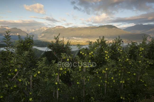 Apple orchard during sunset — Stock Photo