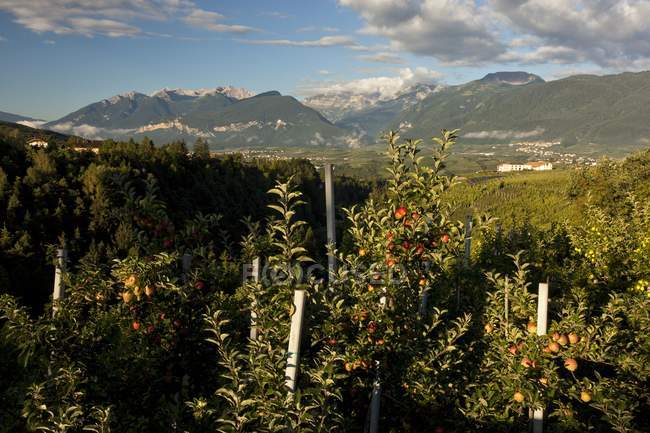 Apfelgarten mit reifen Früchten — Stockfoto