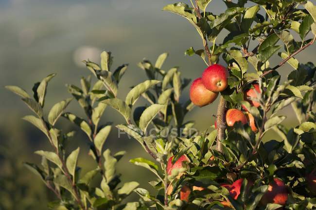 Manzanas rojas maduras - foto de stock