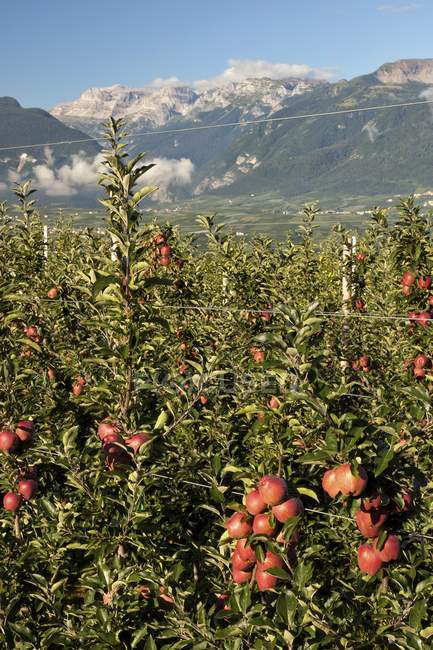 Huerto de manzanas en valle montañoso - foto de stock