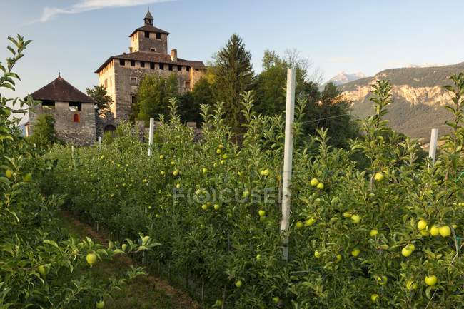 Castillo Nanno y manzanos - foto de stock
