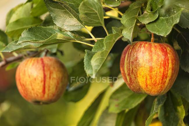 Яблоки готовы к употреблению — стоковое фото