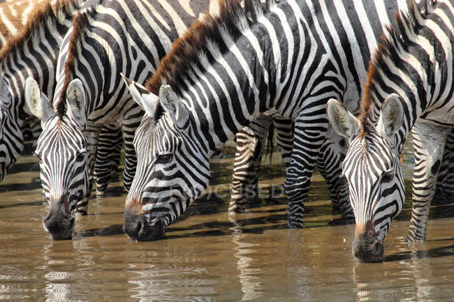 Grupo de Cebras bebiendo - foto de stock